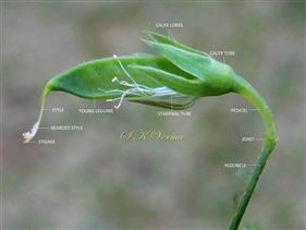  Calyx and young fruit